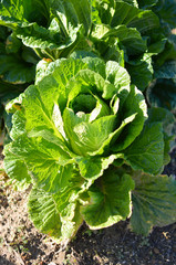 fresh leaf vegetable in the field