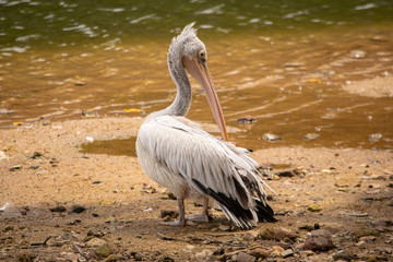 Pelican