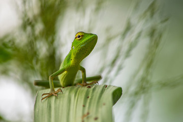 green lizard