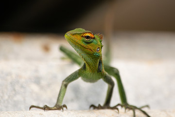 green lizard