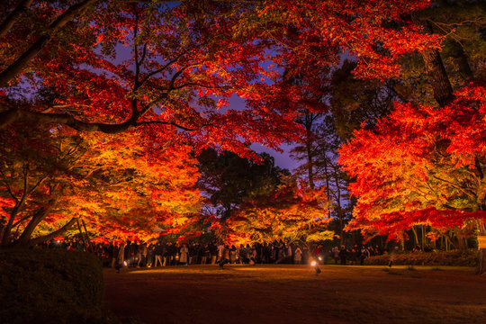 杉並荻窪大田黒公園の紅葉ライトアップ