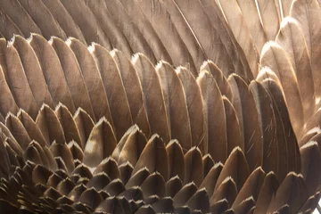 Poster Close up of beautiful Eagle feathers in nature. © Alexlekky