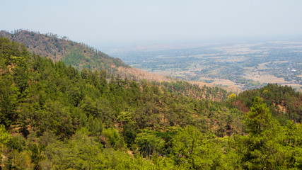 Fototapeta premium Rows of pine trees with various backgrounds. images suitable for use in wallpapers and others