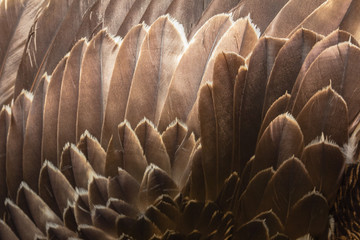 Close up of beautiful Eagle feathers in nature.