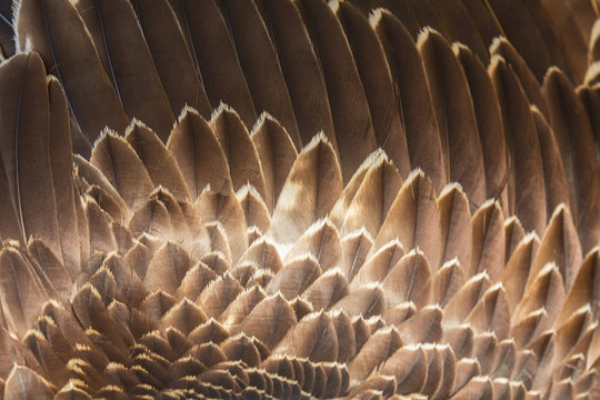 Close up of beautiful Eagle feathers in nature.