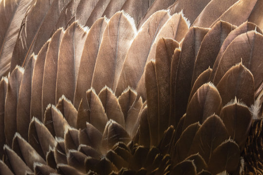 Fototapeta Close up of beautiful Eagle feathers in nature.
