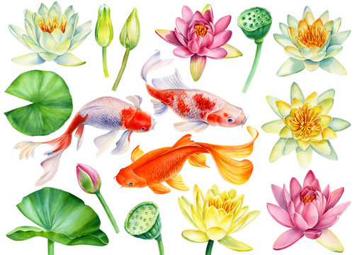 set of koi fish and lotus flowers, leaves, buds, seeds on an isolated white background, watercolor clipart, hand drawn painting
