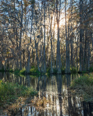 Peaceful Florida scene