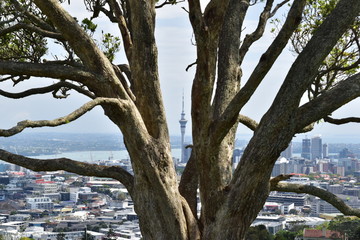 Sky city tower Auckland view through a tree