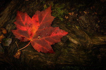 Red Leaf Rests on Brown Wood