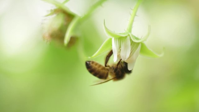 Honey bees on flower pollination macro shot 4k