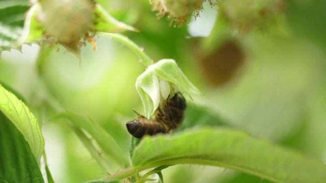 Honey bees on flower pollination macro shot 4k