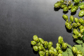 Branch of hops on a dark background. Component for making beer.