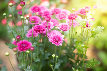 Obraz premium pink flowers peony flowering on background of purple peony flowers.usually blooms in morning summer