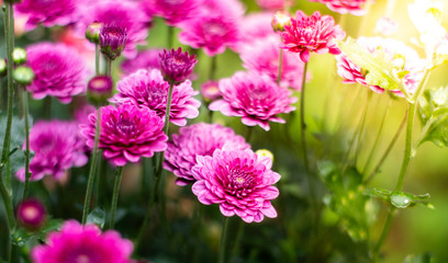 pink flowers peony flowering on background of purple peony flowers.usually blooms in morning summer