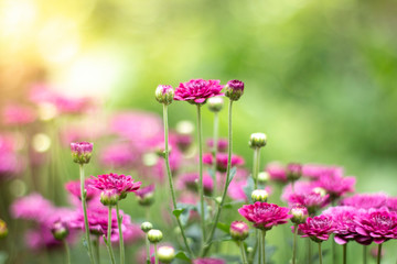 pink flowers peony flowering on background of purple peony flowers.usually blooms in morning summer