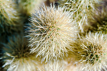 Cholla Cactus Closeup