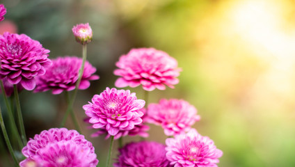 pink flowers peony flowering on background of purple peony flowers.usually blooms in morning summer