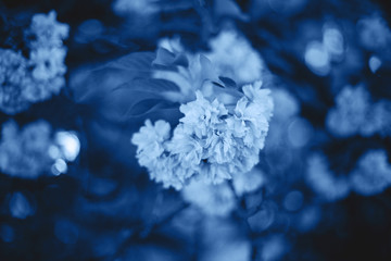 Background of blue color flowers.