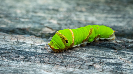 The glass worm, the worst enemy with the beloved tree.