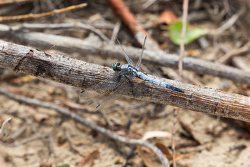 macrocosm of interesting insects near us