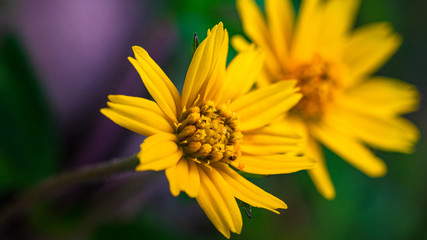 Soft Focus,Close up flower,Yellow flowers bloom in the morning