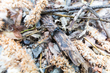 macrocosm of interesting insects near us