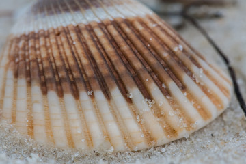 Fototapeta na wymiar Close up of Striped Shell