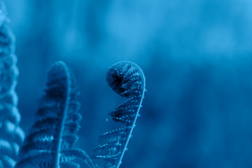 Color of the year 2020, blue, deep. Fern fiddlehead unfurling with selective focus