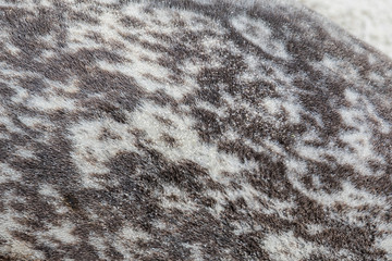 Close Up of Sandy Seal Fur
