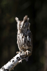 Great Horned Owl Baby