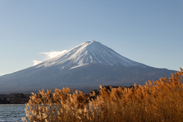 Fototapeta premium 富士山とススキ