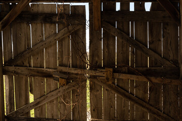 Dead Vines On Barn Door