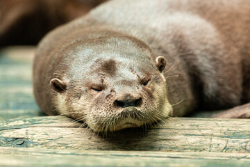 Otter couple sleeping after lunch.