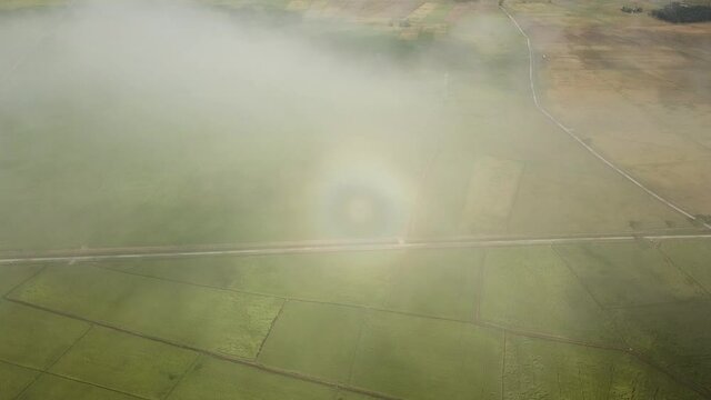 Aerial rainbow halo over the green paddy field.