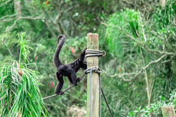 Agitated monkey walking high above the ropes.