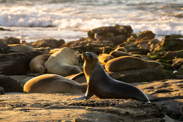 California sea lion 
