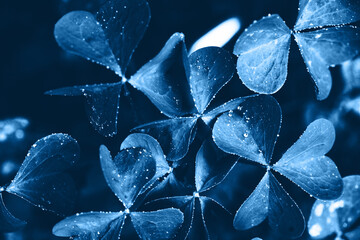 Blue clover with dew drops. Color of the year 2020. Main color trend concept.