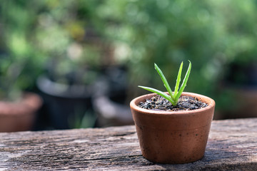Aloe vera pot plants on wooden table, natural skin therapy concept