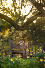 Naklejka premium Squirel on a bench in Kew Gardens