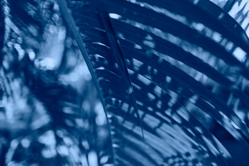 Close-up palm branch background tone color of the year 2020 Classic blue.