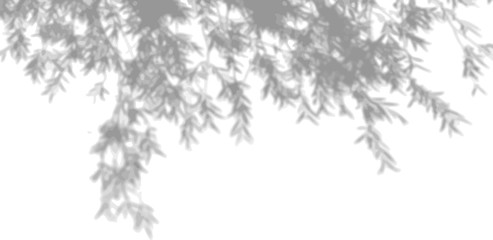The shade of the exotic plants on the white wall. Tree leaves. Black and white image for photo overlay or mockup
