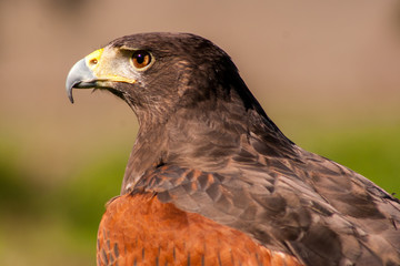 Harris Hawk side profile close up