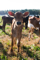 Baby cows calfs out in a pasture on a bright sunny day on a farm