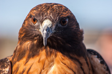 Redtail Hawk close up face front