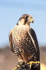 Peregrine falcon full body with face profile