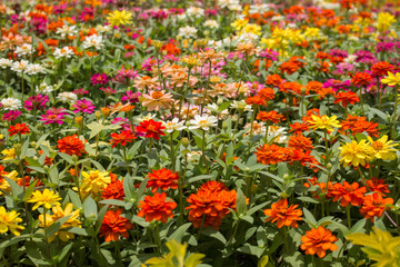 Naklejka premium Wat Ratchanatdaram or Loha Prasat the only metal castle in the world still in Bangkok, Thailand.