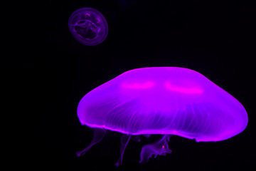 Purple Jellyfish