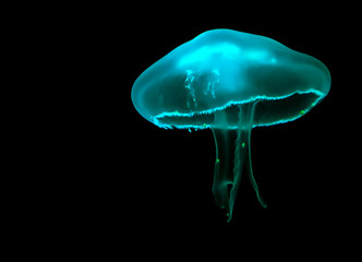 Teal Jellyfish