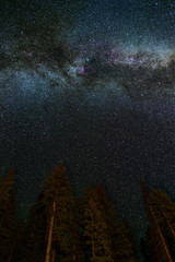 Crispy detailed night starry sky with stars and Milky Way above forest in Canada - 307539797